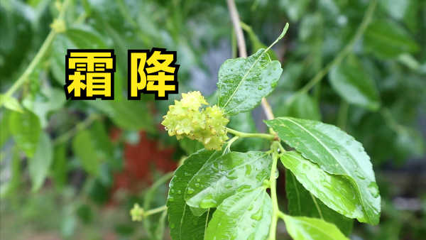 达人配资 23号霜降，建议中老年人：多吃5种“冠军菜”，顺应节气，营养足